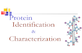 Protein identication characterization