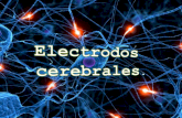 Electrodos cerebrales