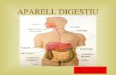 Treball aparell digestiu (1)