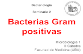 BACTERIAS GRAM POSITIVO - fmed.uba.ar .TINCION de GRAM â€¢ Gram + : Prpura - Violeta â€¢ Gram