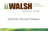Walsh Landscape Summer Annual Flowers