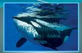 Aiden orca whale