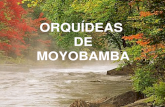 Orqu Deas de Moyobamba