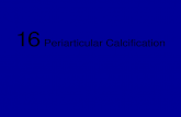 16 periarticular calcification