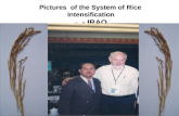 1044 Iraq System of Rice Intensifcation (SRI) Photos