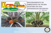 Palma Aceitera