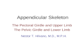 Appendicular Skeleton The Pectoral Girdle and Upper Limb The Pelvic Girdle and Lower Limb Nestor T. Hilvano, M.D., M.P.H