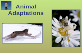 Animal Adaptations. Have you ever wondered how animals are able to survive in the wild? Animals have certain adaptations that help them to survive