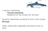 Marine mammals Ocean dwelling Depend on the ocean for its food marine mammals evolved to live in the ocean 50 mya after mammals originally evolved to live