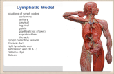 Lymphatic Model locations of lymph nodes abdominal axillary cervical inguinal pelvic popliteal (not shown) supratrochlear thoracic lymph collecting vessels