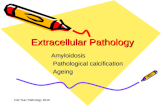 2nd Year Pathology 2010 Extracellular Pathology Amyloidosis Pathological calcification Pathological calcification Ageing Ageing