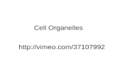 Cell Organelles  . Prokaryotic Cells First cell type on earth Cell type of Bacteria and Archaea
