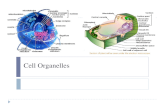 Cell Organelles. Review ï½ No organelles in prokaryotic cells ï½ Both plants and animals are eukaryotic cells!
