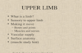 Frolich, Human Anatomy,UpprLimb UPPER LIMB What is a limb? Sensory to upper limb Making it move â€“Bones and joints â€“Muscles and nerves Vascular supply Surface