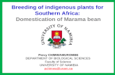 Breeding of indigenous plants for Southern Africa: Domestication of Marama bean Percy CHIMWAMUROMBE DEPARTMENT OF BIOLOGICAL SCIENCES Faculty of Science