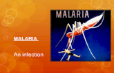 MALARIA An infection. Basics: ï‚ An infection caused by parasites ï‚ Female anopheles mosquitos act as vectors ï‚ They transfer this infection from one person