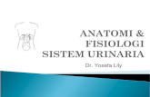 anatomi & fisiologi sistem