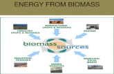 ENERGY FROM BIOMASS. Biomass Biomass energy is energy produced from burning wood or plant residue, or from organic wastes (manure, dung). Algae is most