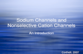 Sodium Channels and Nonselective Cation Channels An Introduction Corthell, 2007