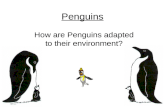 Penguins How are Penguins adapted to their environment?