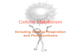 Cellular Metabolism Including Cellular Respiration and Photosynthesis