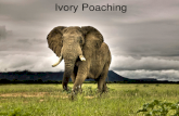 Ivory Poaching. Recent Ivory News Images from NYT