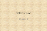 Cell Division Chapter 9. Cell Division Cell division is the process in which a cell becomes two new cells. Cell division allows organisms to grow and