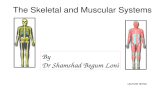 The Skeletal and Muscular Systems LECTURE NOTES. Axial skeleton skull (cranium and facial bones) hyoid bone (anchors tongue and muscles associated with