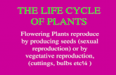 THE LIFE CYCLE OF PLANTS Flowering Plants reproduce by producing seeds (sexual reproduction) or by vegetative reproduction, (cuttings, bulbs etc)