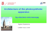 Architecture of the photosynthetic apparatus by electron microscopy Architecture of the photosynthetic apparatus by electron microscopy Egbert Boekema