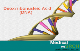 Deoxyribonucleic Acid (DNA)
