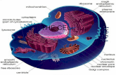 THE CELL. ATOMS MOLECULESCOMPOUNDS ORGANELLES CELLS