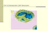 CH 3 Eukaryotic Cell Structure. Eukaryotic Cell Structures Structures within a eukaryotic cell that perform important cellular functions are known as