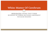 White Matter Of Cerebrum