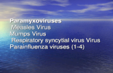 Paramyxoviruses Measles Virus Mumps Virus Respiratory syncytial virus Virus Parainfluenza viruses (1-4)