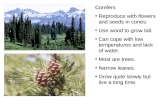 Conifers Reproduce with flowers and seeds in cones. Use wood to grow tall