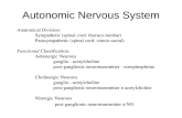 Autonomic Nervous System Anatomical Division: Sympathetic (spinal cord: thoraco-lumbar) Parasympathetic (spinal cord: cranio-sacral) Functional Classification: