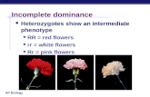 AP Biology Incomplete dominance ï‚§ Heterozygotes show an intermediate phenotype ïµ RR = red flowers ïµ rr = white flowers ïµ Rr = pink flowers ï‚§ make 50% less