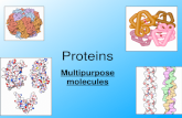 AP Biology Proteins Multipurpose molecules Proteins Most structurally & functionally diverse group Function: involved in almost everything â€“ enzymes