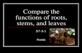 Compare the functions of roots, stems, and leaves S7-3-1 Roots