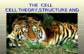 THE CELL CELL THEORY,STRUCTURE AND FUNCTION. Discovery of the Cell Discovery of the Cell The invention of the microscope made the discovery of the cell