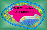 Cell Structure  & Function