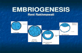 Perkembangan Embrio