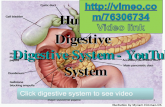 Human  Digestive Digestive  System -    System