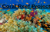 Coral Reef Project