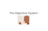 The Digestive System. Diagram of the digestive system