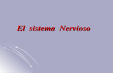 El sistema Nervioso ORGANIZACI“N DEL SISTEMA NERVIOSO Sistema Nervioso Sistema Nervioso Central Enc©falo Cerebro Cerebelo Tronco enceflico Protuberancia