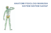Anatomi Sistem Saraf Pusat Dan Sistem Saraf Tepi