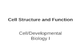 Cell Structure and Function Cell/Developmental Biology I