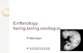 Embriology Faring,Laring,Esofagus Tari